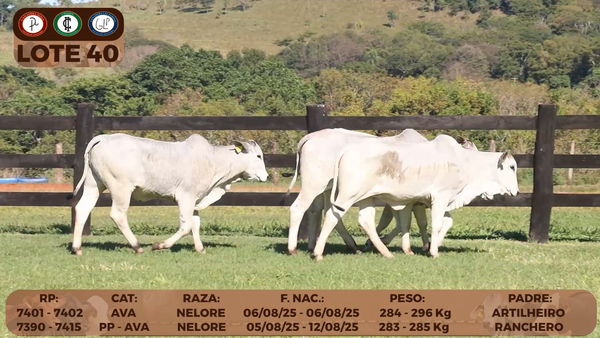 Lote LOTE 40