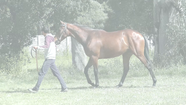 Lote SANDINO REAL (SANDINO RULER -  UNREAL LAND)