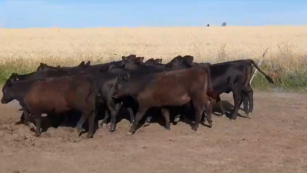 Lote (Vendido)15 Terneras ANGUS 200kg -  en VIBORAS Y VACAS