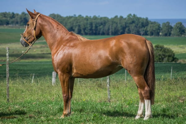 Lote CONSTANCIA RAFAGA 1654