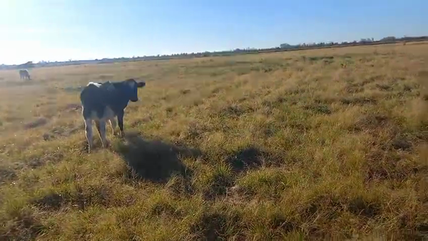 Lote 9 Novillitos Holando en Col. Vignaud, Córdoba