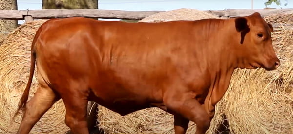 Lote HEMBRAS PREÑADAS PRODUCTO FIV - PROSPECTO DE DONANTE