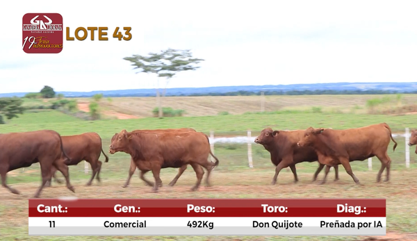 Lote Reproductores de Alborada - Lote 43
