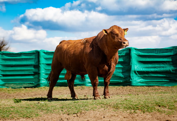 Lote Toros