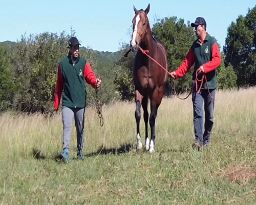 Lote RCH  TELLER WINDY