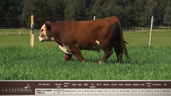 Lote MMCC EL PADRE 8782 T.E.