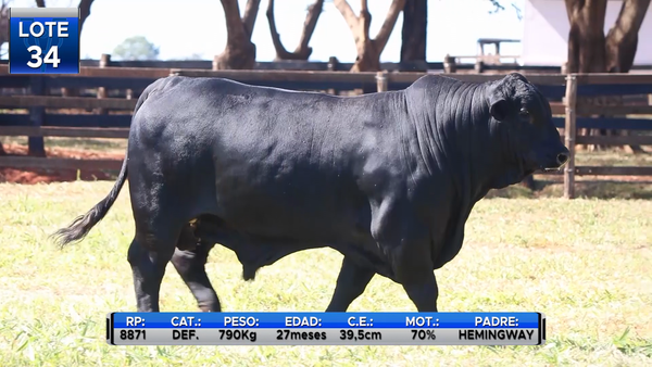 Lote TORO CABEZA DE REMATE - BRANGUS  -LOTE 34