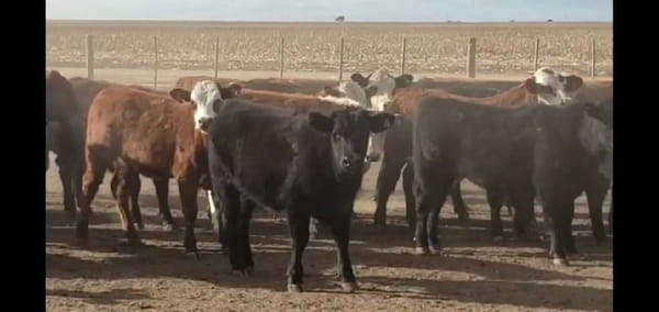 Lote 60 Terneros en San José de La Dormida, Córdoba