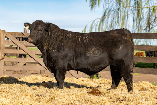 Lote Toro PC