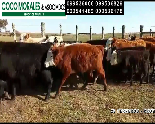 Lote 25 Terneros en Cuchilla del Perdido, Soriano