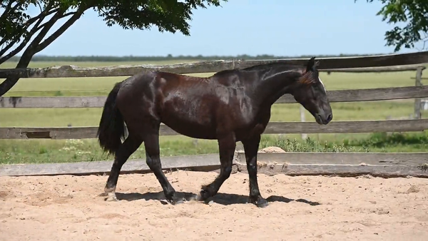 Lote CAÑADA  PELEIA