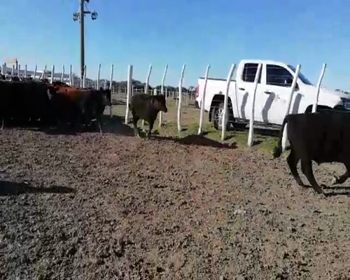 Lote 70 Terneros en Federal, Entre Ríos