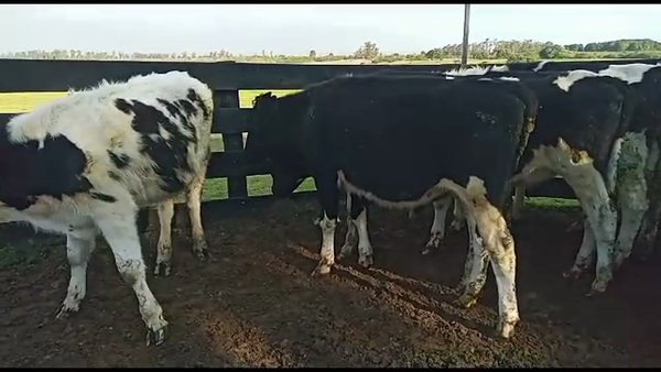 Lote 23 novillos holando