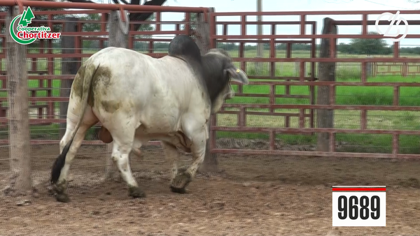 Lote Toros Brahman