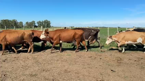 Lote VACA DE INVERNADA