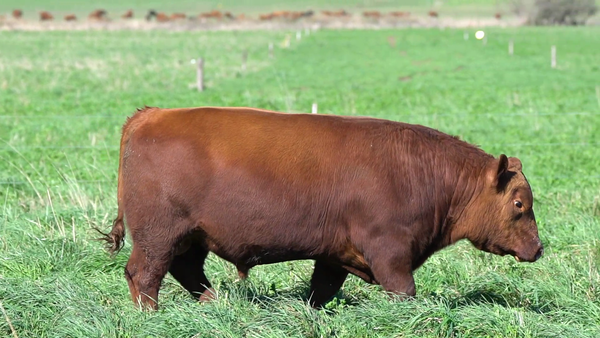 Lote TORO