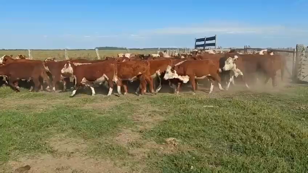 Lote 65 Novillitos y vaquillonas