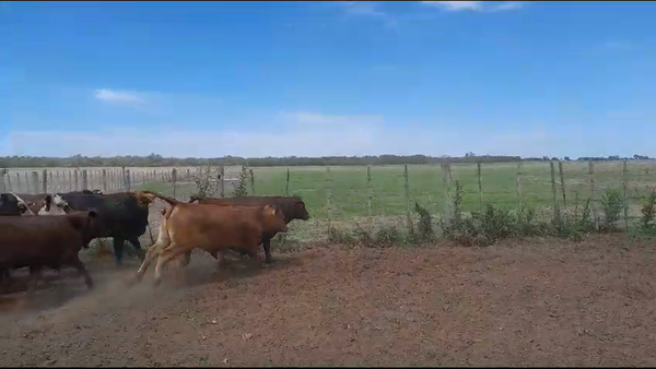 Lote 34 Novillitos y vaquillonas Braford, Brangus y Cruzas en Las Varillas, Córdoba