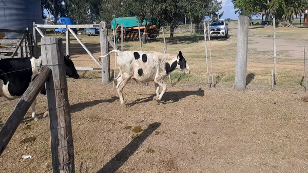 Lote 14 Terneros Holando en Santa Fe, Colonia Tacurales