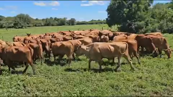 Lote 57 Vaquillonas preñadas en Palo Santo, Formosa