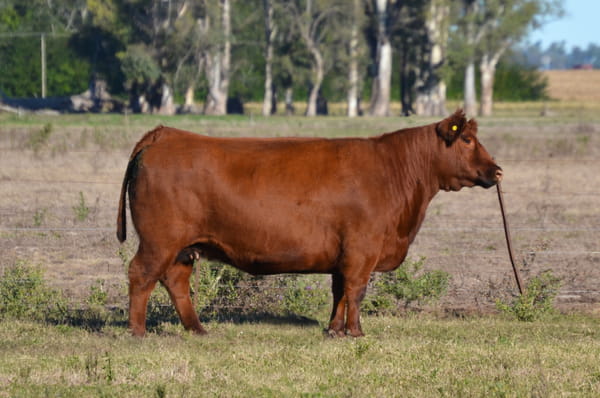 Lote EMBRIONES G536 Rufa con Paine