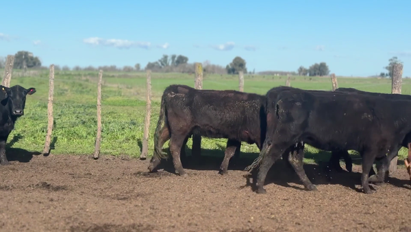 Lote 7 Vaquillonas paridas PC