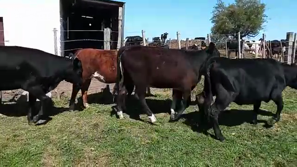 Lote 14 Terneras CRUZAS ANGUS HEREFORD 200kg - , San José