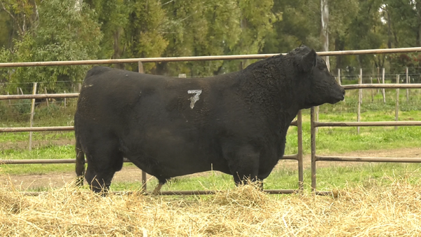 Lote TOROS ANGUS NEGROS  PC