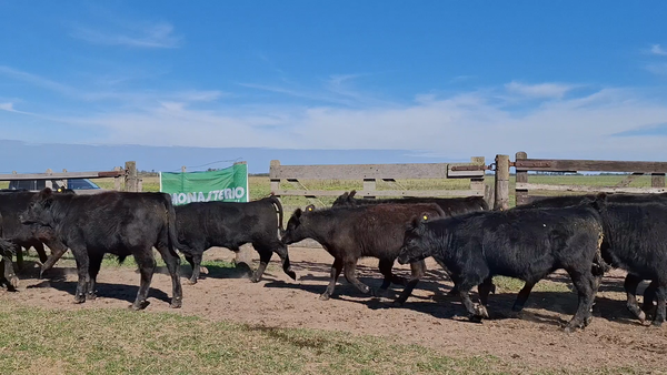 Lote 61 Terneros en Suipacha