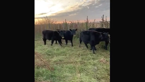 Lote 57 Terneros/as en Buenos Aires, Carlos Tejedor