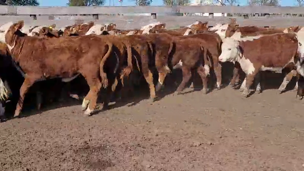 Lote 120 Terneras en Villaguay, Entre Ríos