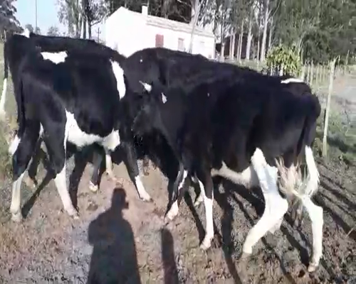 Lote 8 Novillos HOLANDO 450kg - , San José