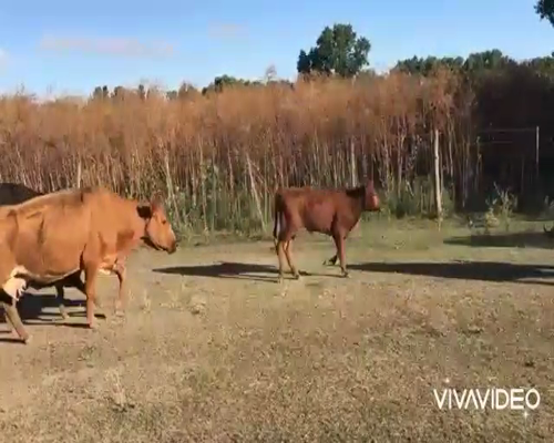 Lote 8 Vacas CUT con cría en Brandsen, Buenos Aires