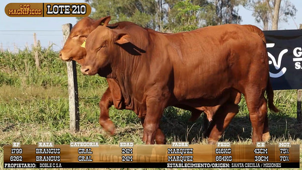 Lote LOTE 210 - VIVO