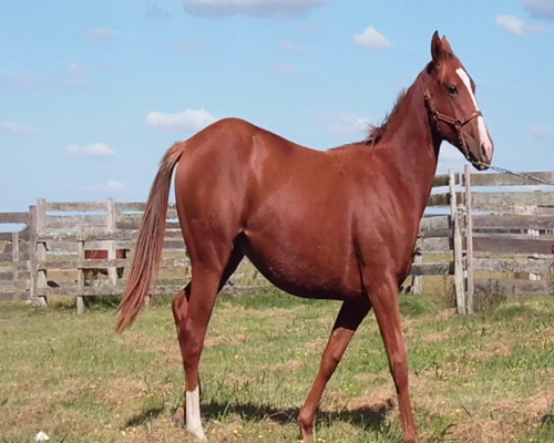 Lote LF FRONTERIZA CC