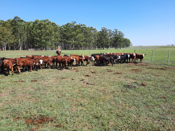 Lote Saenz Valiente, Bullrich y Cia S.A.