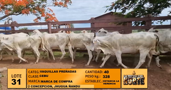 Lote Lote 31