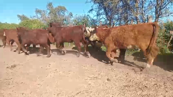 Lote 60 Terneras