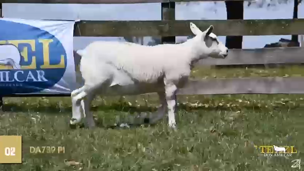 Lote Borregas, Cerro Largo