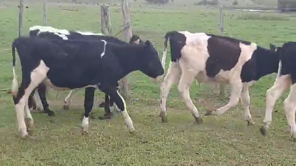 Lote 30 Terneras Holando