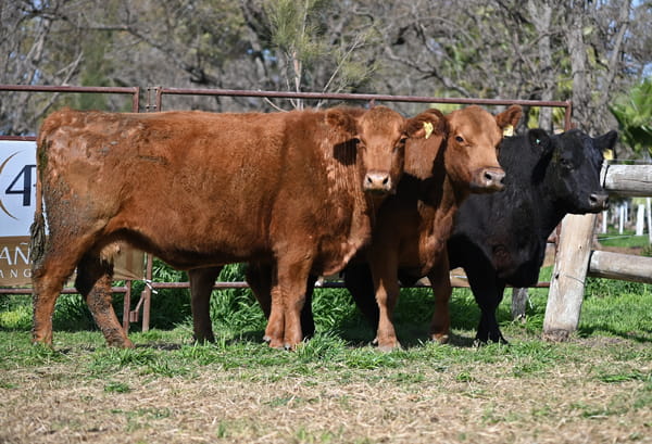 Lote Vientres Paridos MaS - Puros Controlados
