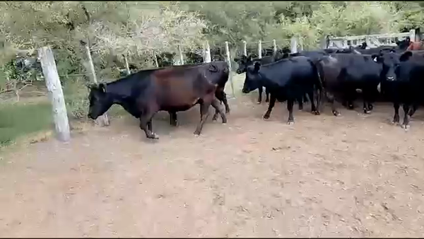 Lote 23 Vaquillonas C/ gtia de preñez en Dolores, Buenos Aires