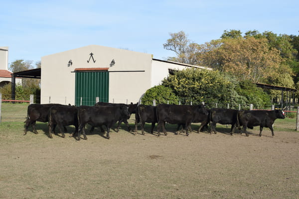 Lote CABAÑA “COEMBOTÁ” de Calderón Vientres Generales Negras Preñadas