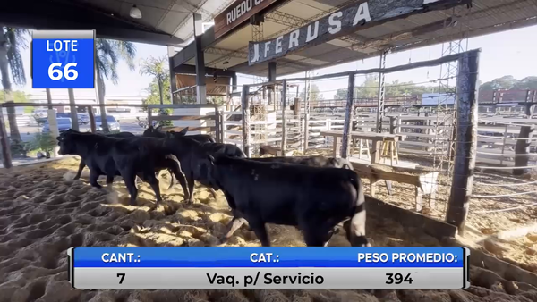 Lote VAQUILLAS BRANGUS REGISTRADAS  PARA SERVICIO  -LOTE 66