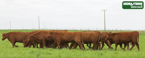 Lote VIENTRES PREÑADOS(CORRAL 36)