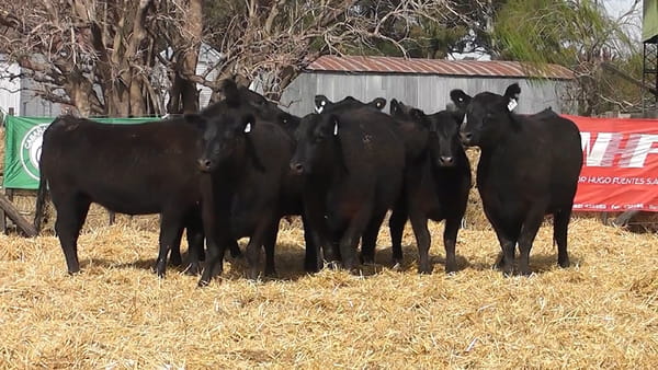 Lote VAQUILLONAS PURAS CONTROLADAS CON GARANTÍA DE PREÑEZ