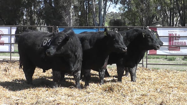 Lote TOROS ANGUS NEGROS PC
