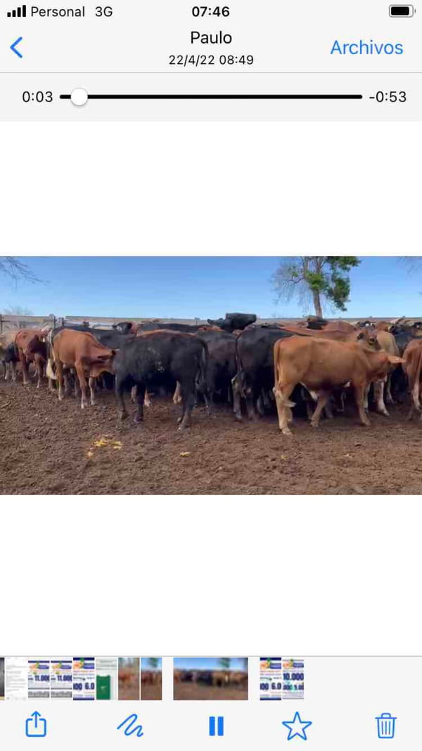 Lote 75 Novillitos en Pirané, Formosa