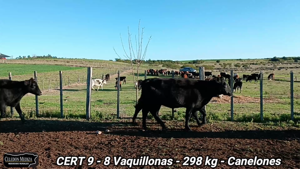 Lote 8 Vaquillonas sin servicio 1 a 2 años en Canelones