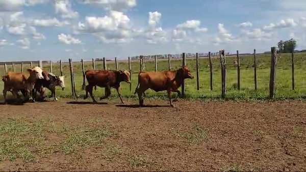 Lote 70 Terneros/as en Virasoro, Corrientes